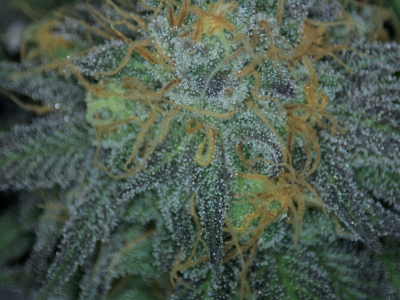 Let's See Your Frostiest Flowers