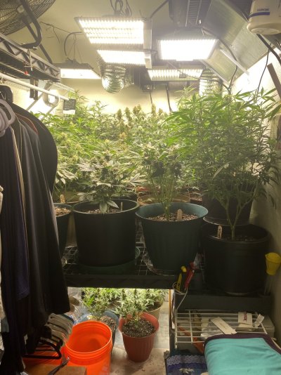 getting-things-back-in-order-after-after-a-trip-mid-grow-7.jpeg