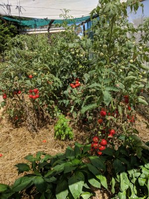 Dose anyone grow fruit n veg in your back yards .
