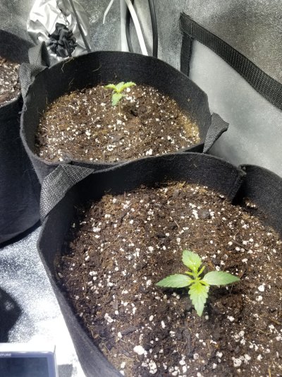 Stunted autos during first run?