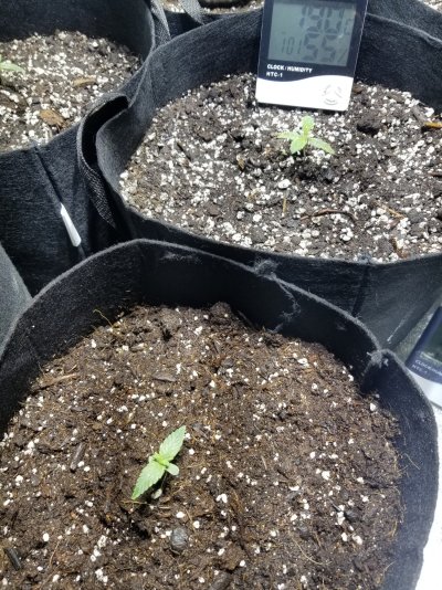 Stunted autos during first run?