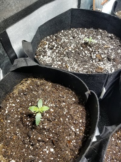Stunted autos during first run?