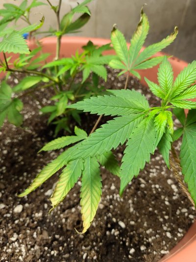 advice-on-plant-health-please-5.jpg