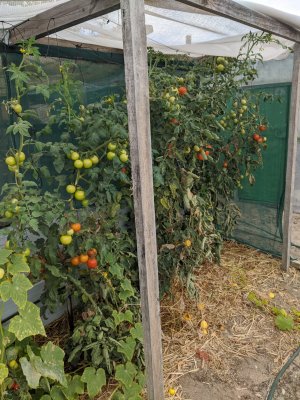 Dose anyone grow fruit n veg in your back yards .