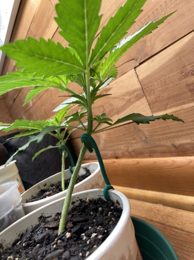day-24-from-seed-6-strain-grow-2.jpeg