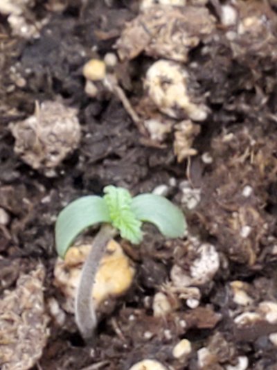 Seedling popped yesterday and today not happy.