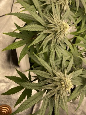 Leaves started drooping this morning after watering (day 11)