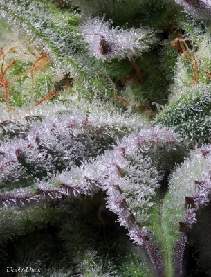 DoobieDuck's Macro Cannabis Images