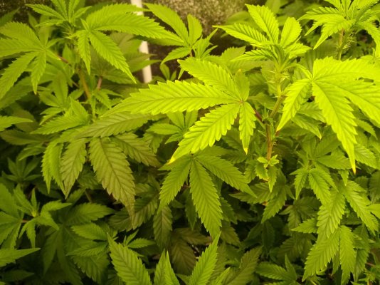 I’m new here from South Africa, my first ever cannabis grow, need all the help I can get!