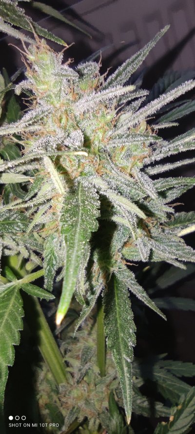 Let's See Your Frostiest Flowers