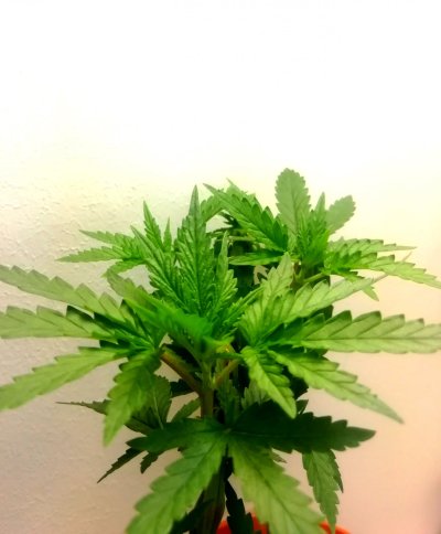 kb-x-og-sfv--exodus-cheese-x-kb-pheno-hunt-2.jpg