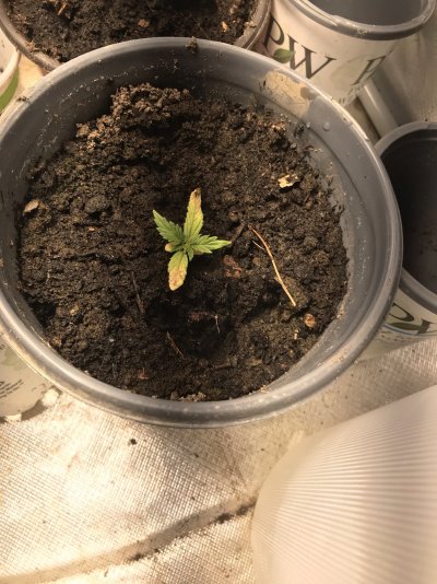 plants-3-weeks-old-havent-fed-them-and-they-looked-burned-halp-11.jpeg