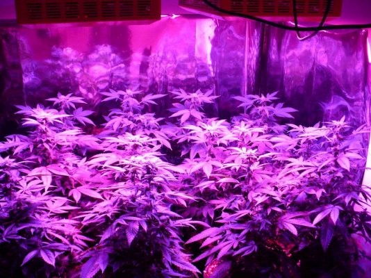 Magnum grow light.jpg