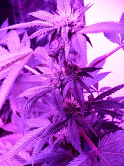 plant grow light.jpg