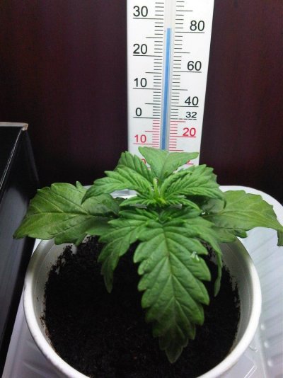 my first grow (SLH)