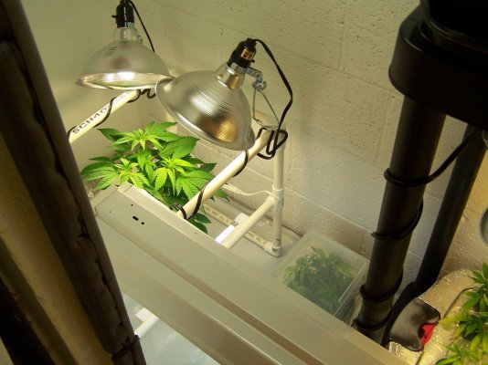THC farmer - lab'tory 065.JPG