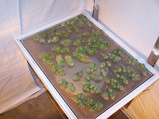 THC farmer - lab'tory 013.JPG