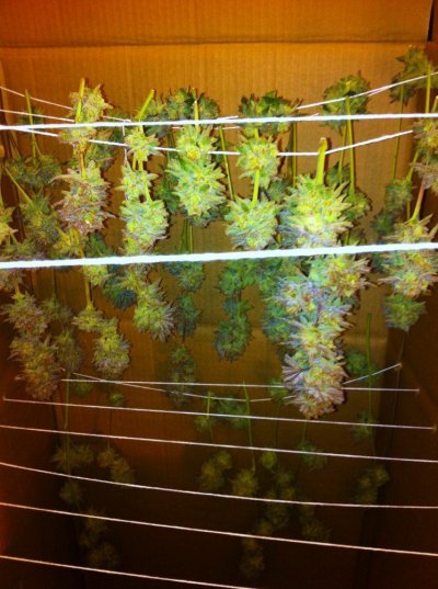 Who likes the color Purple?