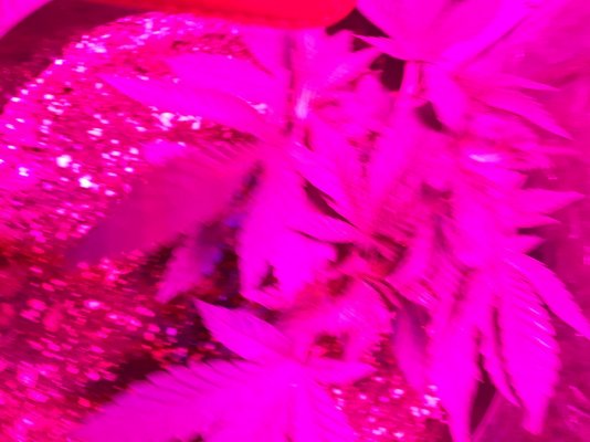 veg day 9 (5).jpg