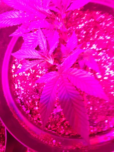 first time grower but unsure what lights i have