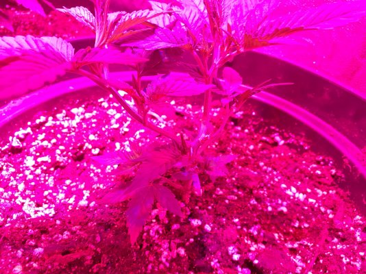 first time grower but unsure what lights i have