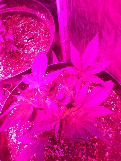 first time grower but unsure what lights i have