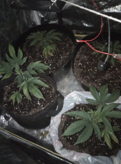 day 1 veg.jpeg