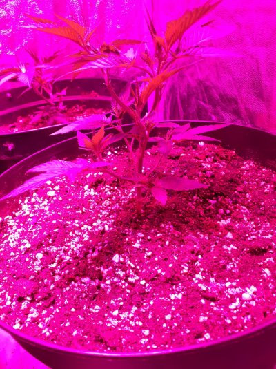veg day 9 (2).jpg