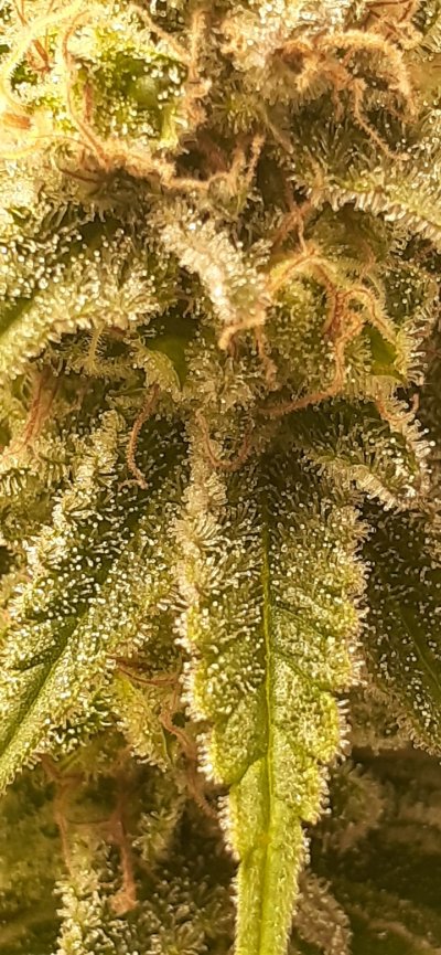 My 3 rd harvest is complete
