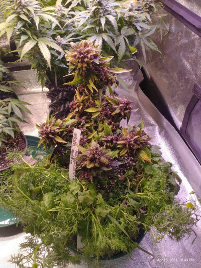 30:1 CBD Pink Kush Auto looking super sexy...