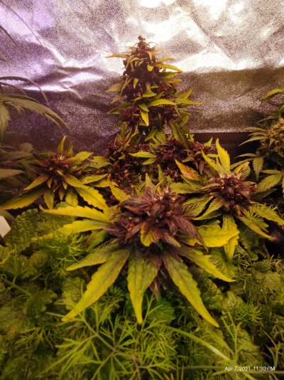 30:1 CBD Pink Kush Auto looking super sexy...