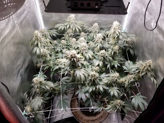 Spider Farmer SF1000 kit review!