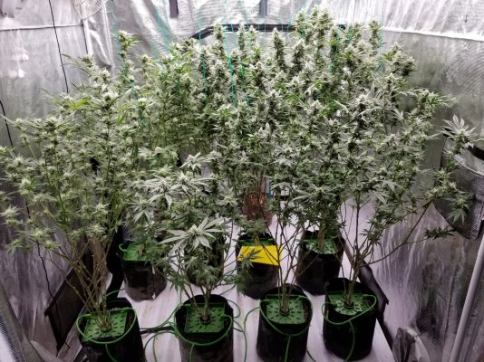 Odiesel's Grow Room Updates and Stuff