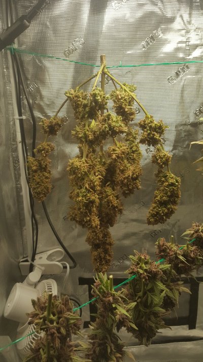 Harvest Day! Bouncing Baby Auto Beans!