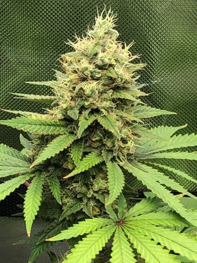 My 3rd Grow attempt