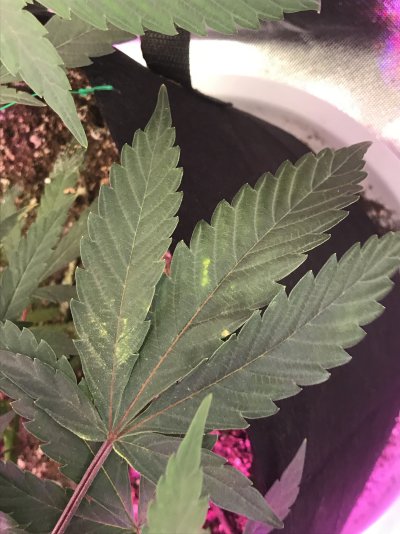 calmag-deficiency-in-living-soil.jpg