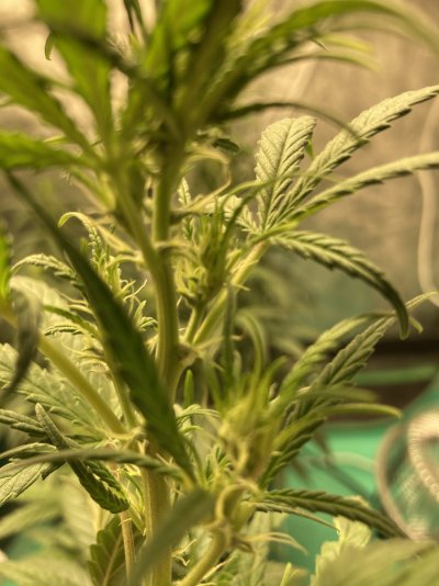 Male or Female ? Help please