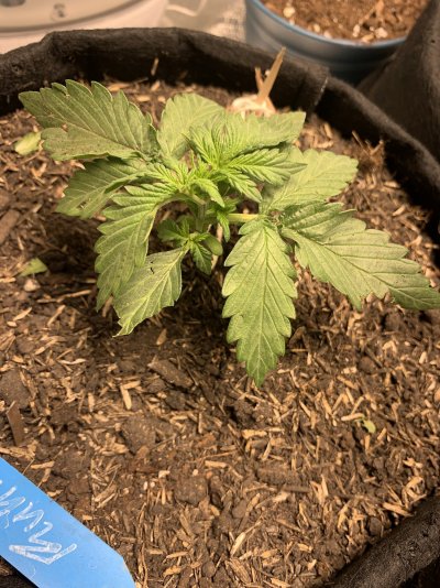 cat-destroyed-my-plants-wtf-2.jpg