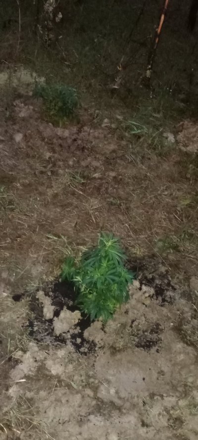 Theyre first night out .i hope theyll be ok