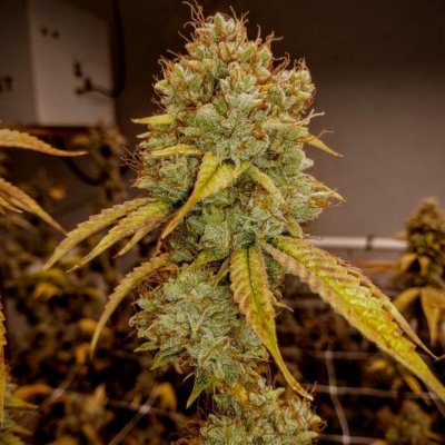 Hello, I'm GameOverSeeds!