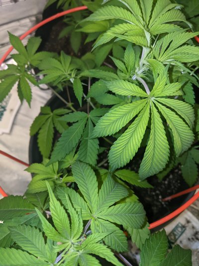 PH issue? Or something else? Details below