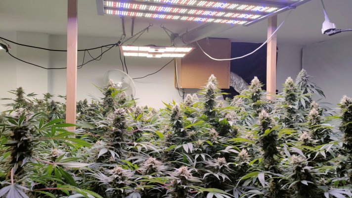 What's your favorite strain/bean to use? I'm looking for the most potent possible.