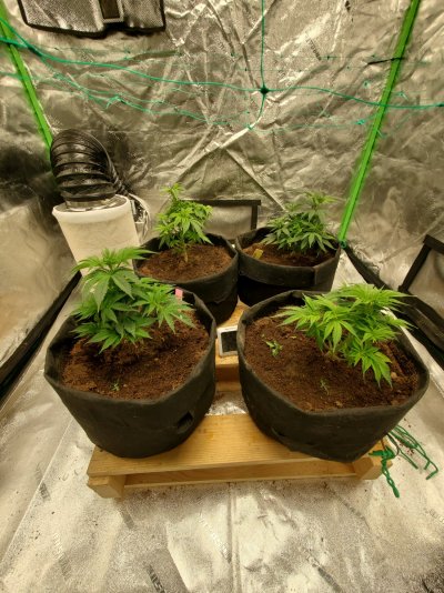 green-horn-greenthumb-indoor-garden-8.jpg