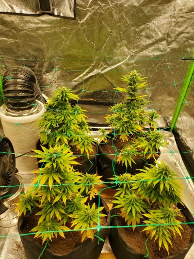 green-horn-greenthumb-indoor-garden-14.jpg