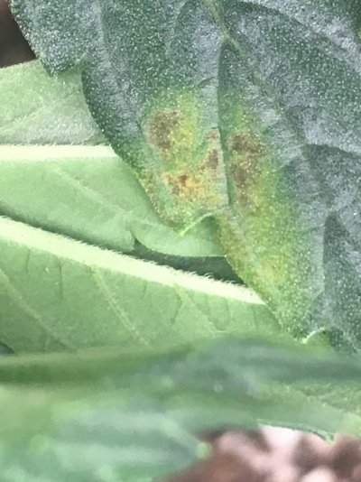 why-tf-is-there-a-hole-in-my-stalk-first-grow-5.jpeg