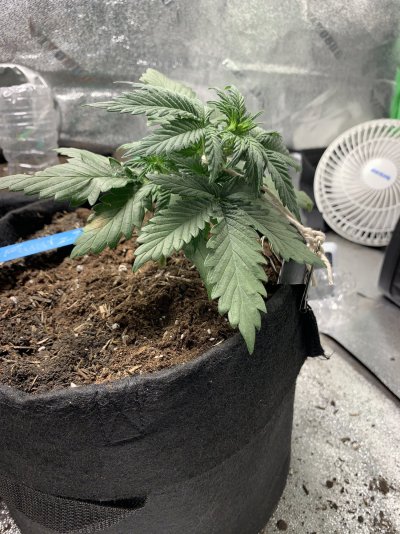 grow-diary-pt-1-beginning-of-lst-3.jpg