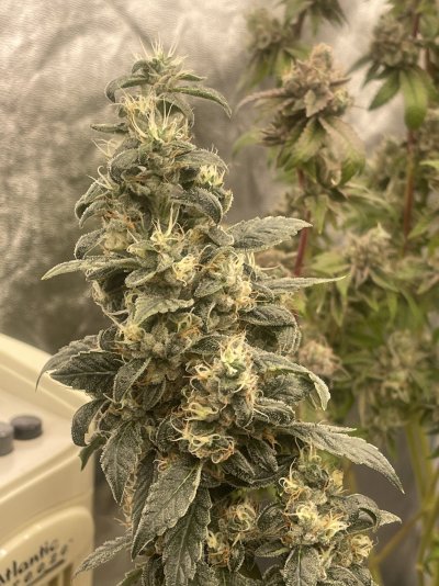 Plant foxtailing, good or bad?