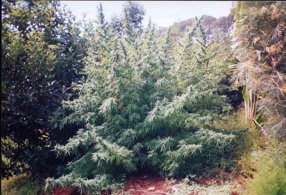 Top-10-Craziest-Cannabis-Mutations-creeper-1024x699.jpg