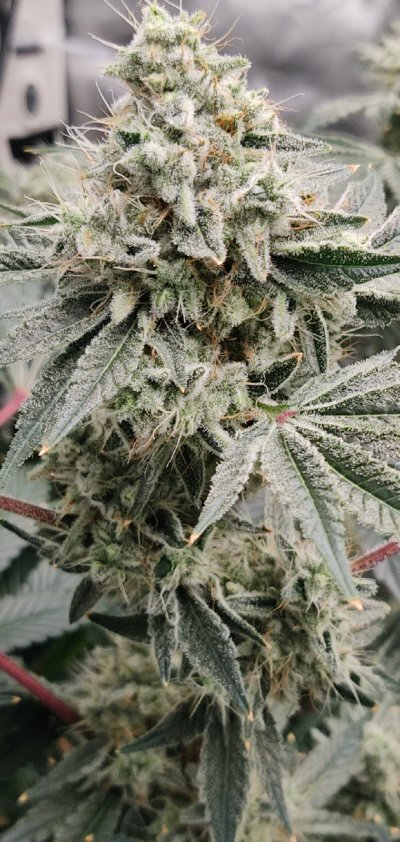 Trip's million dollar pheno hunt