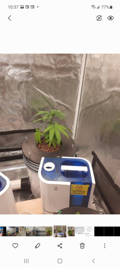 newbie-hydro-help-stunted-growth-7.jpg